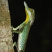 Leaf-nosed Lizard - Photo (c) desertnaturalist, some rights reserved (CC BY), uploaded by desertnaturalist