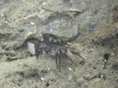 Metopograpsus messor