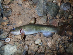 Ameiurus brunneus