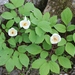 Paeonia obovata japonica - Photo (c) Alpsdake, algunos derechos reservados (CC BY-SA)