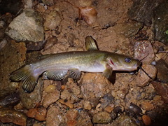 Ameiurus brunneus