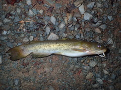 Ameiurus platycephalus