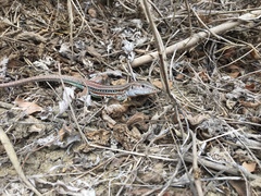 Medopheos edracanthus