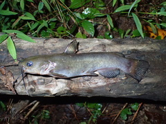 Ameiurus brunneus