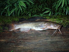 Ameiurus platycephalus