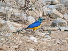 Golden-Breasted Starling photo 5