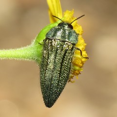 Acmaeodera resplendens