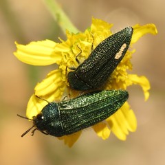Acmaeodera resplendens