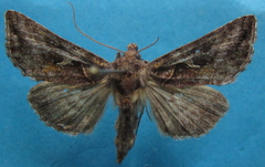 Autographa rubidus