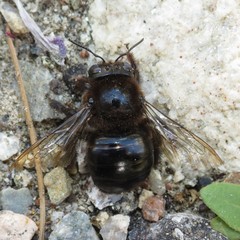Xylocopa tabaniformis androleuca