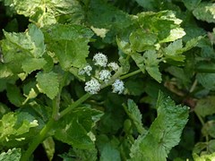 Angelica archangelica