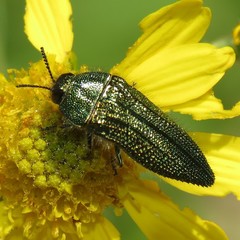 Acmaeodera resplendens