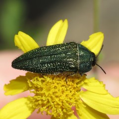 Acmaeodera resplendens