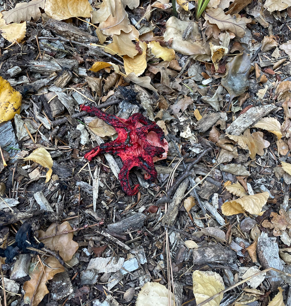 Clathrus archeri · May 2025 · photo: © kylie21571 (iNaturalist, cc0)