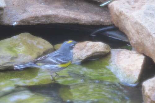 Yellow-rumped Warbler photographed in Missouri