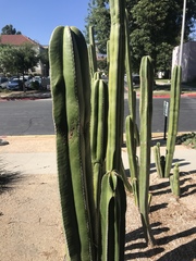 Lophocereus