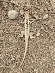 Microlophus occipitalis