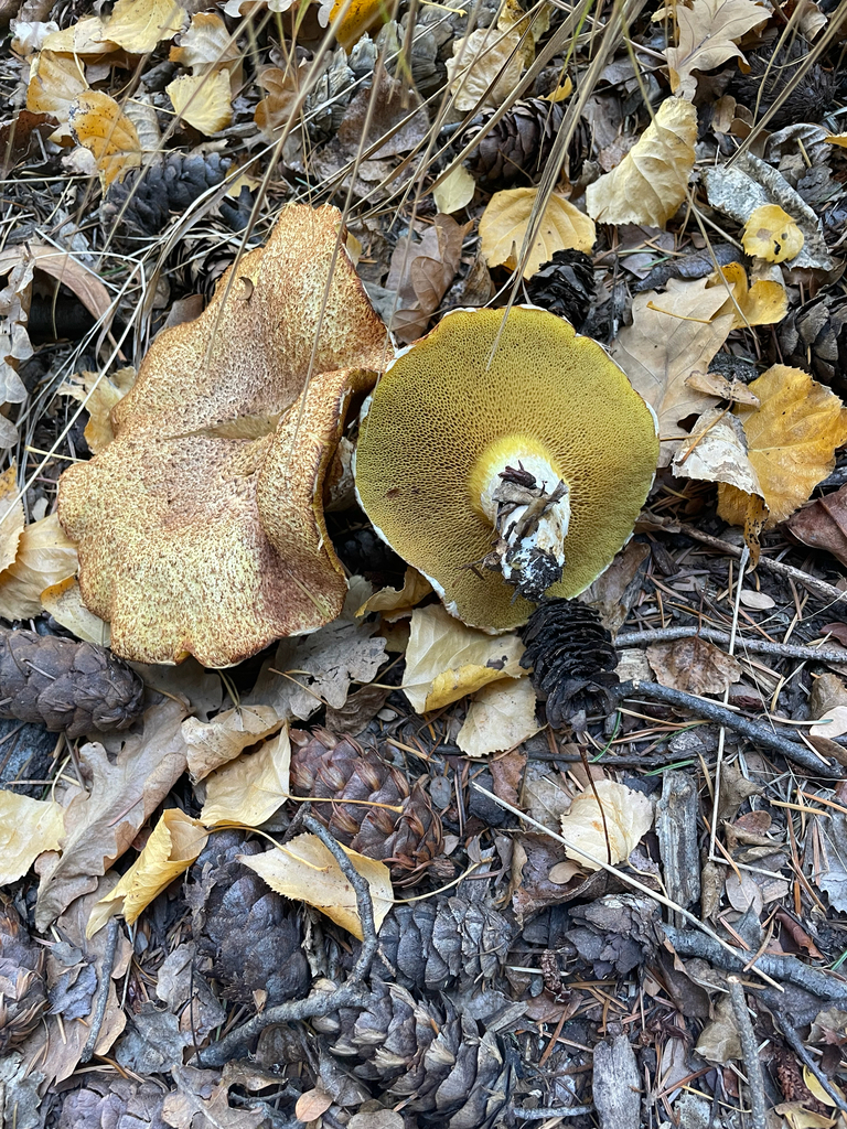 Suillus lakei · May 2025 · photo: © kylie21571 (iNaturalist, cc0)