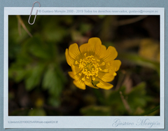 Ranunculus praemorsus