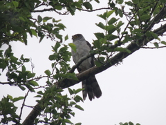 Accipiter bicolor