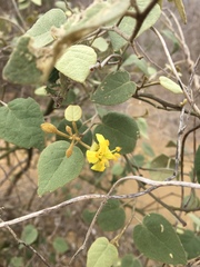 Capparicordis crotonoides