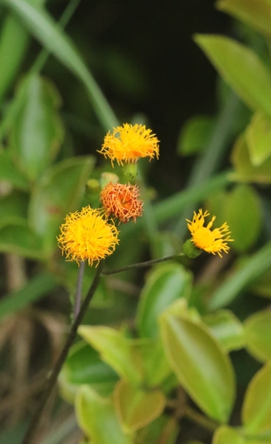 Gynura divaricata, photograph 2