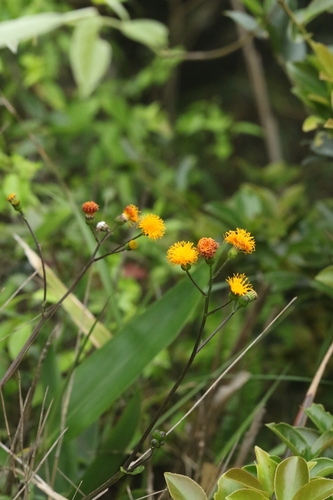 Gynura divaricata, photograph 3