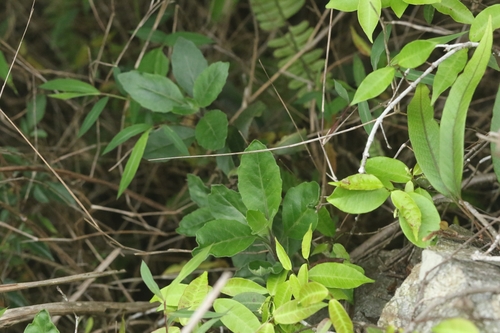 Gynura divaricata, photograph 4