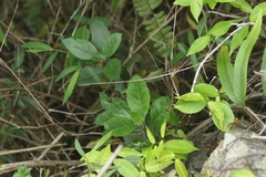 Gynura divaricata, photograph author not stated, no rights reserved
