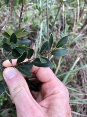 Syzygium buxifolium