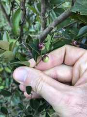 Syzygium buxifolium
