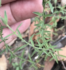Hedeoma hyssopifolia