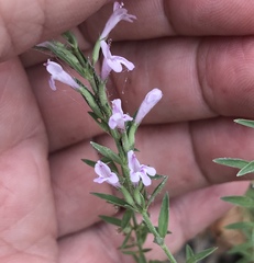 Hedeoma hyssopifolia