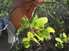 Bauhinia ramosissima