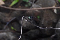 Onychothemis testacea