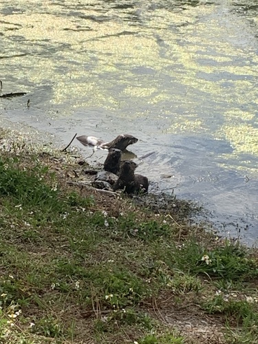 North American River Otter