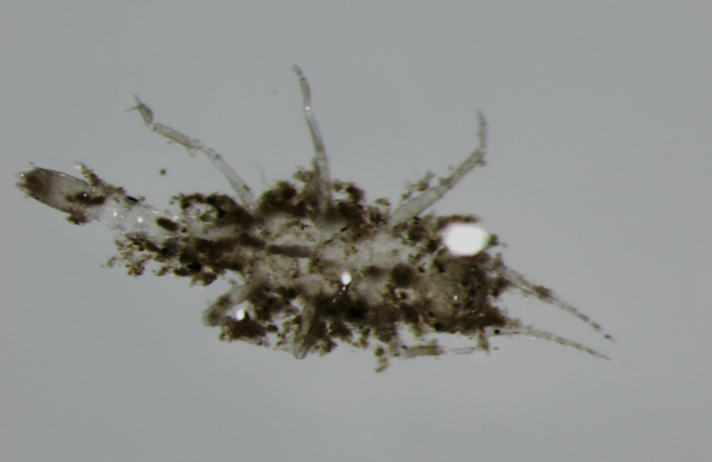 Pelurgoperla