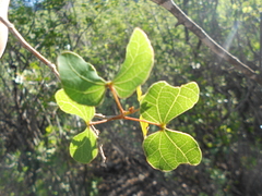 Bauhinia ramosissima