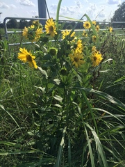 Silphium integrifolium laeve