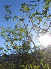 Bauhinia ramosissima