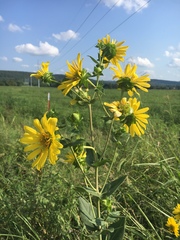 Silphium integrifolium laeve