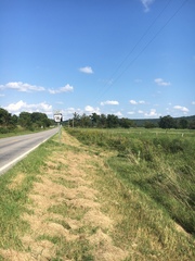 Silphium integrifolium laeve