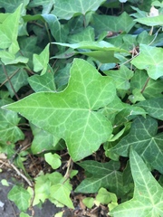 Hedera helix