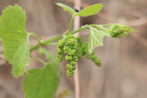 Image of Vitis arizonica by no rights reserved