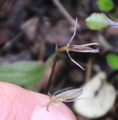Cyrtostylis oblonga