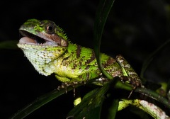 Calotes pethiyagodai