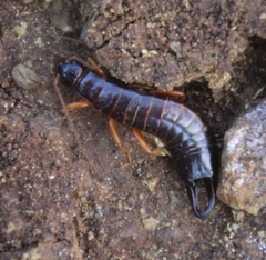 Anisolabis littorea
