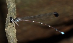 Platysticta secreta
