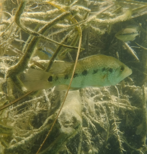 Bay Snook