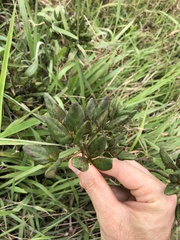 Rhododendron farrerae